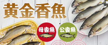 JSF黃金香魚