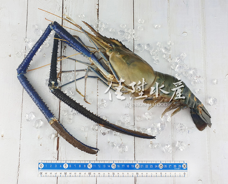 淡水長臂大蝦