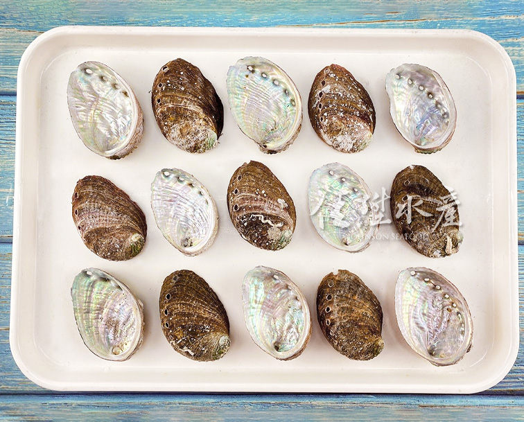 黑盤鮑魚