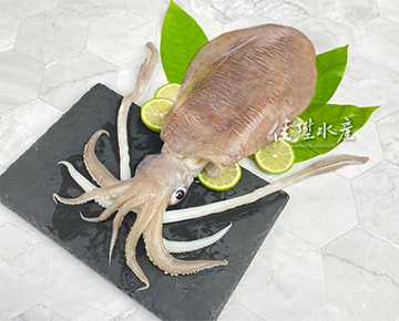 Bigfin Reef Squid