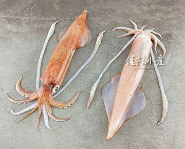 Neritic Squid