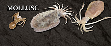 Mollusc
