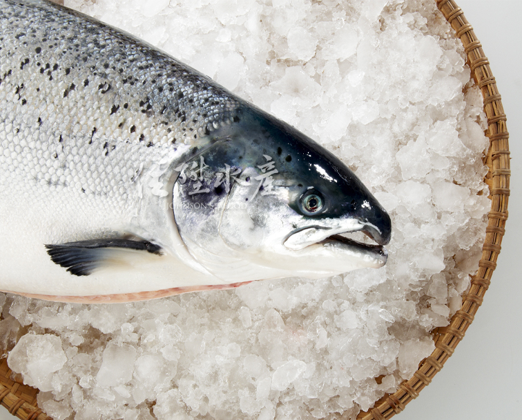 挪威鮭魚