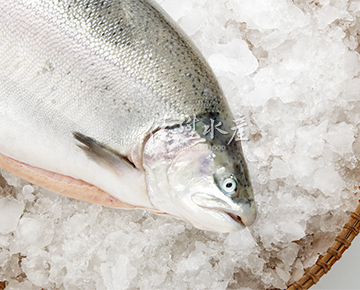Norwegian Salmon Trout