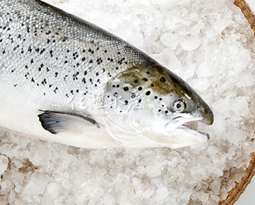 Canadian Atlantic Salmon