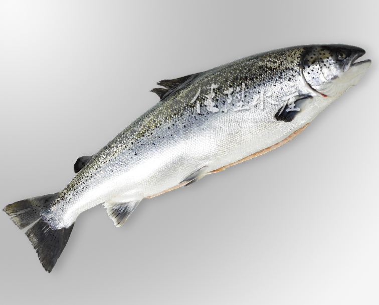 澳洲鮭魚