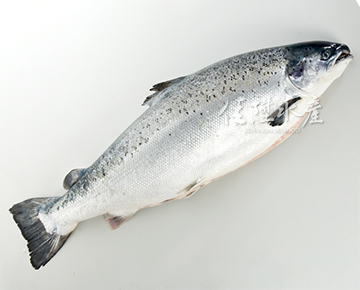 Faroe Island Salmon