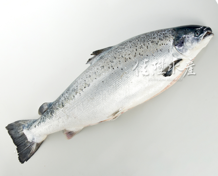 丹麥法羅群島鮭魚