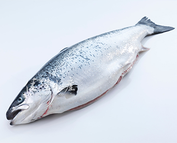 Scottish Atlantic Salmon