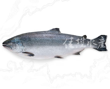 New Zealand King Salmon