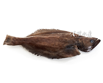 帶頭尾大比目魚