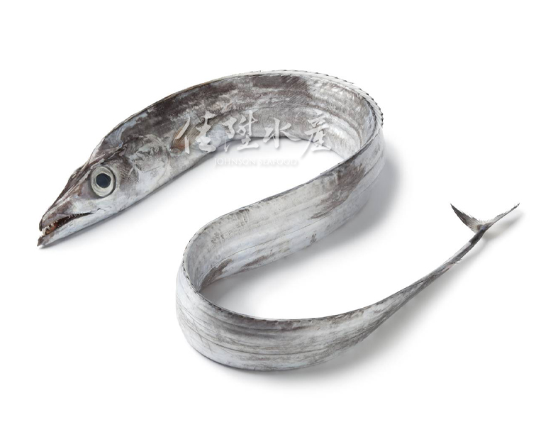 白帶魚