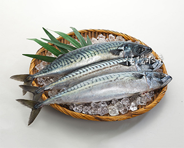 鯖魚