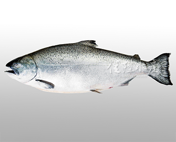 Atlantic Salmon