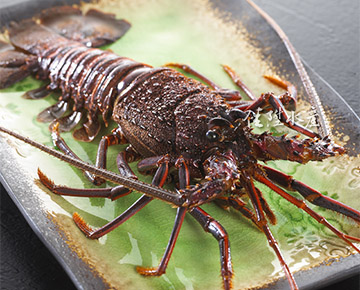 Western Australia Rock Lobster